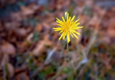 祝福事业顺利的句子(通用55句)