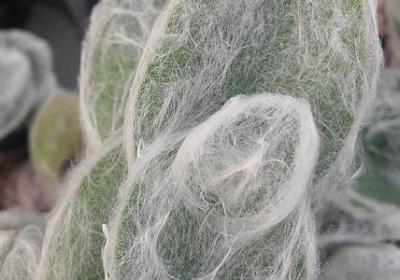 祝老公生日的句子(汇总39句)