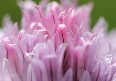 秋天树叶的句子(共40句)