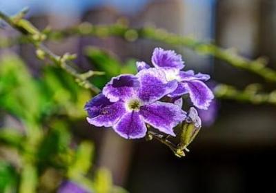 祝福夫妻的句子(汇总50句)