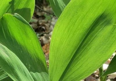 神态外貌的句子(合集71句)