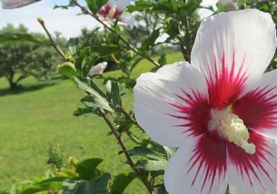 秋天景色的句子(推荐15句)