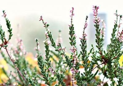 祝福明天会更好的句子(50句)