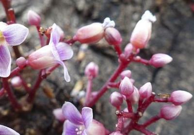 祝贺新婚的句子(精选50句)