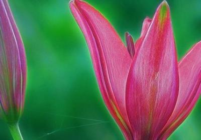 秋天的怀念赏析句子(必备40句)