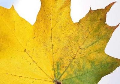 祝生意兴隆的句子(热门40句)