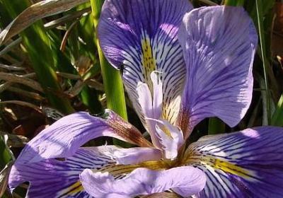 神态描写的句子50字(必备50句)