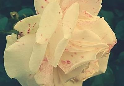 祝福两个人爱情的句子(50句)