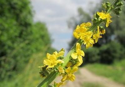 离骚中运用比兴的句子(精选30句)