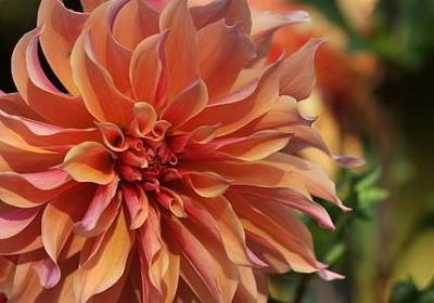 祭奠母亲的句子(汇总60句)