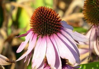 祝福儿子生日快乐的句子(汇总60句)