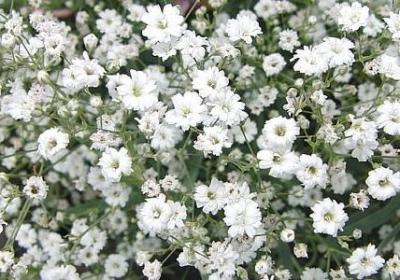 祝福读书的句子大全(汇总40句)