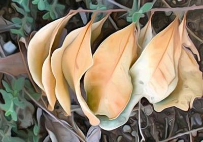 祝福新婚的句子(优选80句)