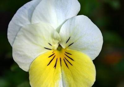 祝福闺蜜的句子(共51句)