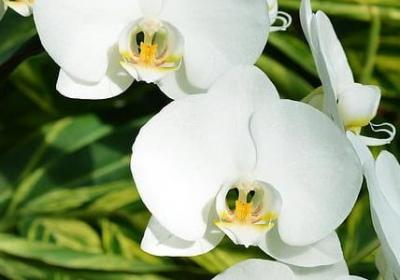 祝福夫妻长久的句子(推荐50句)