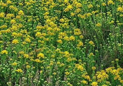 神态描写的句子(40句)