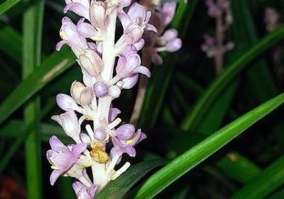 祝爷爷生日快乐的句子(40句)