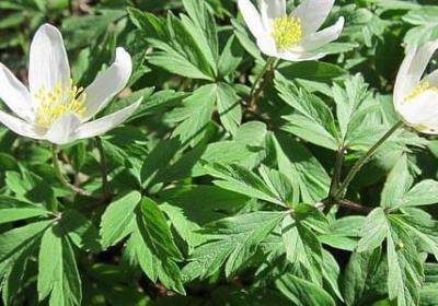 祝闺蜜生日快乐的句子(精选50句)