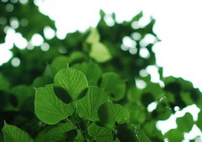 祝福爱情的唯美句子(推荐50句)