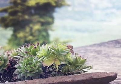 祝福情侣的句子(79句)