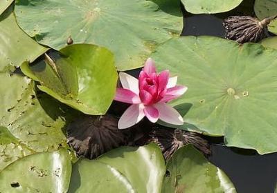 笑容的力量励志句子(通用60句)