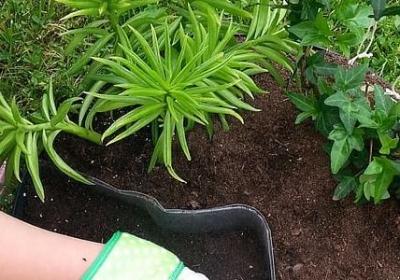 积累春天的句子(汇总30句) 积累春天的句子(汇总30句)