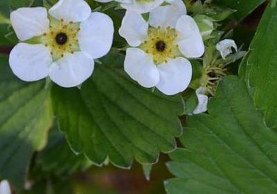 简简单单的生活的句子(合集50句) 简简单单的生活的句子(合集50句)