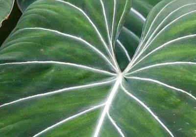 简单的说说唯美句子(优选60句)