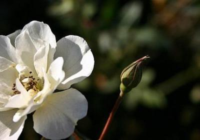 积极阳光正能量的句子(实用80句)