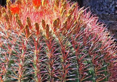 类似不负如来不负卿的句子(优选10句)