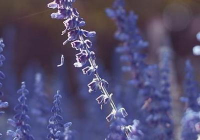 类似鱼离不开水的句子(热门40句)