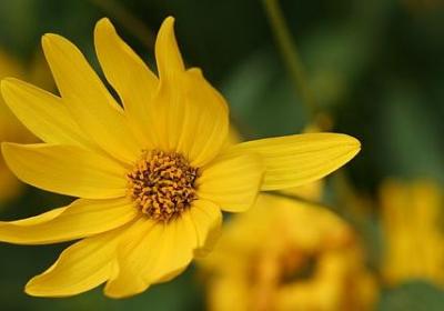 简单而快乐的句子(40句)