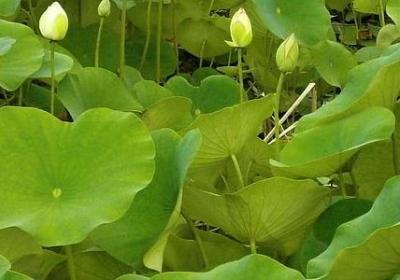笑一笑的句子正能量(推荐80句)