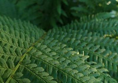 秘密的经典句子(推荐77句)