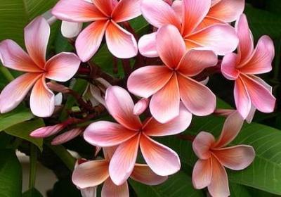 粗心大意的句子(必备50句)