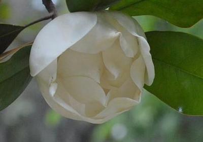给植物浇水的优美句子(热门50句)