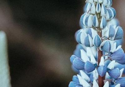 纪念父亲的句子(90句)