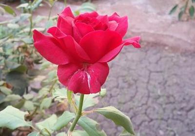 绝配的句子(优选40句)