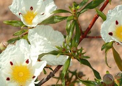 结伴同行的句子(精选40句)