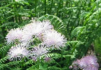 经典老歌的赞美句子(实用54句)