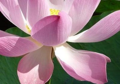 缅怀革命先烈的句子(汇总50句)