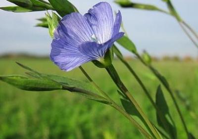 纯洁的爱情句子(推荐86句) 纯洁的爱情句子(推荐86句)