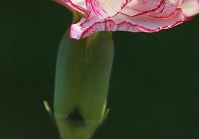 给女生留言的暖心句子(必备50句)