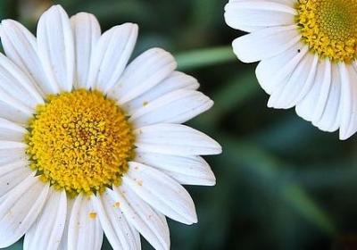 缅怀亲人的句子(60句)