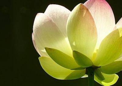 缺钱缺爱的特别句子(实用18句) 缺钱缺爱的特别句子(实用18句)