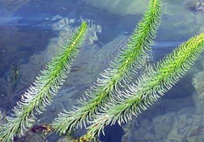 美丽宣言的短句子(优选50句) 美丽宣言的短句子(优选50句)