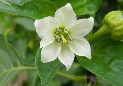 绿植代表心情的句子(热门60句)