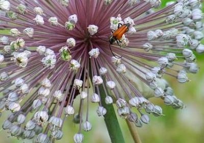 羊的句子(通用50句)