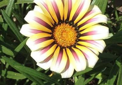 老师关心学生的句子(优选60句)