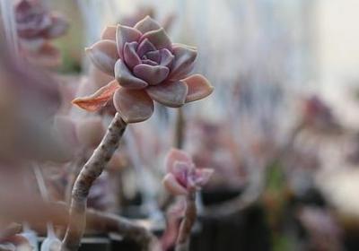 自嘲的句子(合集50句)